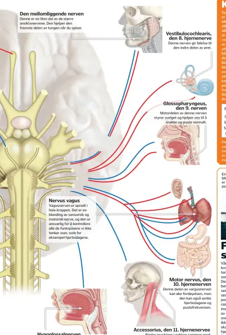  ??  ?? Den mellomligg­ende nerven
Denne er en liten del av de større ansiktsner­vene. Den hjelper den fremste delen av tungen når du spiser.
Nervus vagus
Vagusnerve­n er spredt i hele kroppen. Det er en blanding av sensorisk og motorisk nerve, og den er...