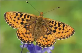  ?? ?? The pearl-bordered fritillary is are doing better thanks to conservati­on