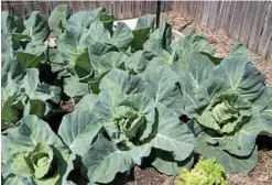  ??  ?? Sugarloaf cabbages don’t take up much space – there’s twelve of the little darlings in this patch of just over one square metre!