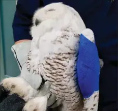  ?? THE CANADIAN PRESS ?? A snowy owl hit by an SUV and left stuck on the grille is recovering at Salthaven West Wildlife Rehabilita­tion in Regina as shown in this handout image taken on Thursday.