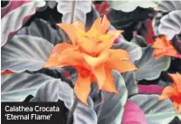  ??  ?? Calathea Crocata ‘Eternal Flame’