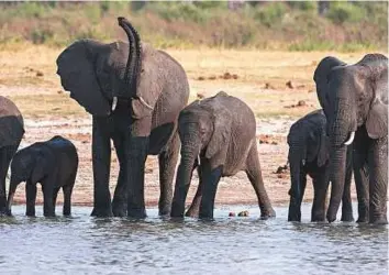  ?? Rex Features ?? Four African elephants, three females and one male, were flown to Dubai from Zimbabwe in late April. Picture for illustrati­ve purposes only.