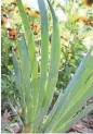  ??  ?? With cleanup and trimming, iris foliage can be an asset in a midsummer flower garden.