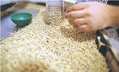  ??  ?? Soy beans are seen at a Grobocopat­el Hermanos company storage plant in Carlos Casares, Argentina. — Reuters photo