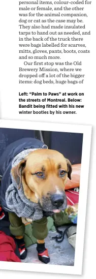  ??  ?? Left: “Palm to Paws” at work on the streets of Montreal. Below: Bandit being fitted with his new winter booties by his owner.