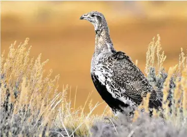  ?? Tom Koerner / U.S. Fish and Wildlife Service / Associated Press ?? An Interior Department proposal would require wells to be clustered rather than scattered across the greater sage grouse’s habitat. The grouse above was at the Seedskadee National Wildlife Refuge in Wyoming.