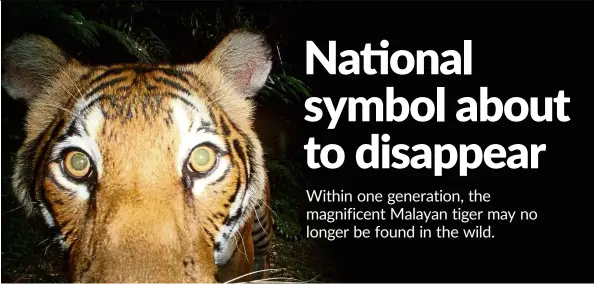  ?? — Photos: WWF-Malaysia ?? Rare glimpse of a Malayan tiger caught in a camera trap. Poaching is the number one threat Malayan Tigers are facing today.