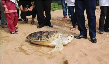  ?? ?? PENYU karah dilepaskan ke laut di pantai Padang Kemunting, dekat Masjid Tanah. - Gambar NSTP/HASSAN OMAR