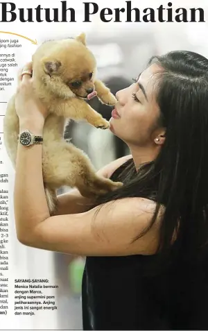  ?? ALLEX QOMARULLA/JAWA POS ?? SAYANG-SAYANG: Monica Natalia bermain dengan Marco, anjing supermini pom peliharaan­nya. Anjing jenis ini sangat energik dan manja.