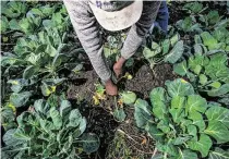  ?? Photos by Mark Mulligan / Staff photograph­er ?? Above: Toto Alimasi trims tends his Brussels sprouts on his organic vegetable farm in Westbury. Top: Alimasi and wife Fatuma fled the Democratic Republic of Congo and now plant crops on their Plant It Forward farm in southwest Houston.