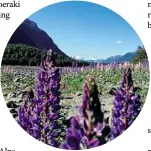  ??  ?? ABOVE LEFT: Yes, it’s been seen before, but Burt Munro’s bike is always worth a look
ABOVE: Milford Sound is worth the long ride to get there
BELOW: Lupins and highland scenery reminded Nigel of Scotland