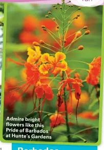 ??  ?? Admire bright flowers like this Pride of Barbados at Hunte’s Gardens