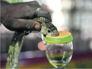  ?? Arun Sankar / AFP ?? A catcher extracts venom from a snake at a centre on the outskirts of Chennai.