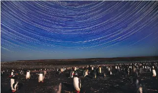  ?? PHOTOS: JAHI CHIKWENDIU/WASHINGTON POST ?? A composite of 216 images shows the trail of stars over colonies of gentoo and king penguins in Bluff Cove, Falkland Islands.