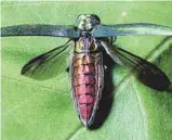  ?? VILLE DE MONTRÉAL ?? L’agrile du frêne est un insecte ravageur qui s’immisce entre l’arbre et son écorce.