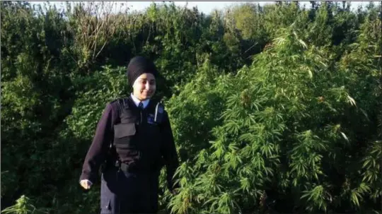  ??  ?? Doomed: A Kingston police officer with some of the cannabis plants in a photo posted on Twitter. The plants will now be destroyed