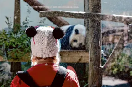  ?? Washington Post via Getty Images ?? Jenny Owens of Wilkesboro, N.C., watches the giant pandas on loan from China at Zoo Atlanta. The San Francisco Zoo estimates it could cost $20 million to build a permanent panda habitat.