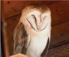  ?? Foto: Lang ?? Auf dem Balkon von Karola Lang schlief eine Schleiereu­le. Der rund 25 Zentimeter große Vogel jagt vor allem Mäuse.