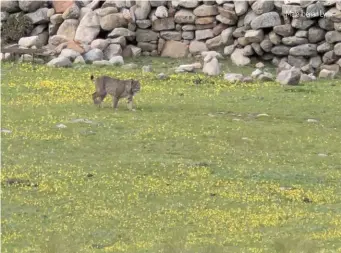  ?? Male Iberian Lynx ??