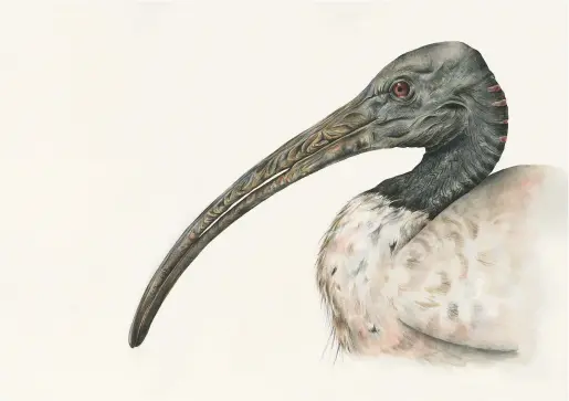  ??  ?? AUSTRALIAN WHITE IBIS Threskiorn­is molucca Watercolou­r on paper 42 � 29.7 cm (A3)