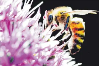  ?? FOTO: MARTIN GERTEN/DPA ?? Eine Biene sucht auf einem Allium Zierlauch nach Blütenstau­b der Pflanze.