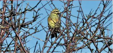  ??  ?? Cirl Bunting