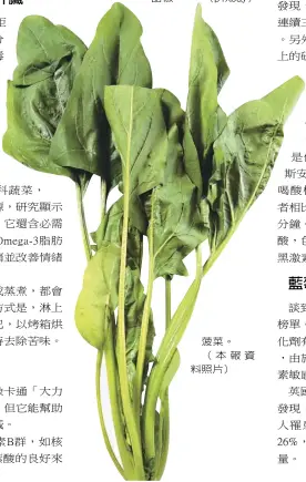  ??  ?? 菠菜。（本報資料照片）