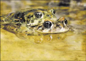  ?? The Nature Conservanc­y ?? A pair of rare Amargosa toads sit in the water near the Nye County town of Beatty in an undated photo.