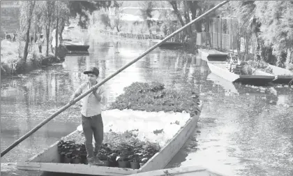  ?? Foto Carlos Ramos Mamahua ?? Productor de flor de nochebuena en la zona chinampera de Xochimilco