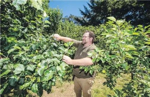  ?? ?? Master arborist Tim Fryatt prunes apple trees at the Welland Community Orchard. Fryatt will be leading a pruning workshop at the orchard in the Strawberry Vale area on July 24.