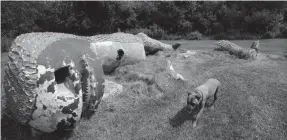  ?? ANGELA PETERSON / MILWAUKEE JOURNAL SENTINEL ?? Chad Covert’s dog Chavo walks Thursday through parts of the Johnson’s Park dinosaur statue that Covert purchased for $11 in 2017.