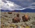  ??  ?? Jackson Hole Art Auction, A Bunch of Bison, oil on canvas, 16 x 20”, by Tucker Smith.
Estimate: $30/$50,000