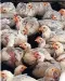 ?? ?? The avian flu pandemic in 2020 led to large-scale culling of poultry stocks.
