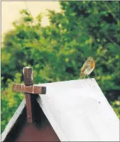  ?? (Pic: Jim Lysaght) ?? A Robin finds a suitable perch to see the congregati­on at the annual ceremonies at Doonpeter last week.