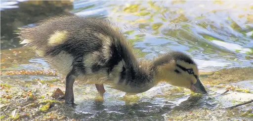 ??  ?? A duckling at Charnwood Water by Angela Taylor.