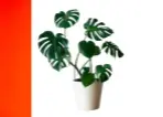  ?? ?? Monstera deliciosa
Is there anything more chic?