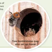  ??  ?? Tree bumblebees may also set up home