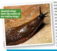  ??  ?? Spanish slugs look like some of our native slugs