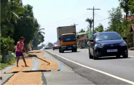  ?? Photo by Milo Brioso ?? DRYING TIME. A farmer takes advantage of the sunny weather to dry palay grains at the side of the national highway in Ilocos Sur which pose danger to both the farmer and motorists.