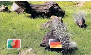  ?? FOTO: UWE MISERIUS ?? Das EM-Spiel gegen Portugal gewinnt Deutschlan­d, sagt Günther, der zuerst das deutsche Fähnchen ansteuerte.