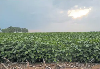  ??  ?? Soja. Su perspectiv­a de rinde es un 11% menor a un año promedio. Las últimas lluvias mejoraron su estado.