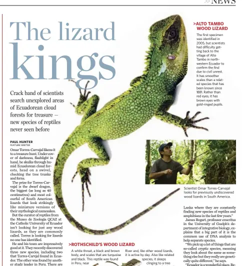  ??  ?? Scientist Omar Torres-Carvajal looks for previously undiscover­ed wood lizards in South America.