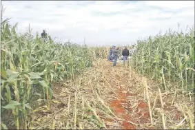  ??  ?? Los vestigios del aterrizaje forzoso que efectuó la avioneta en un campo de plantación de maíz, en la colonia Ybypé de Pedro Juan Caballero.