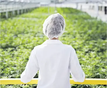  ?? APHRIA VIA THE CANADIAN PRESS ?? Great North won’t be transporti­ng and warehousin­g Aphria’s products, but it will work with private and government retailers to ensure Aphria brands get prime shelf.