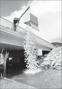  ?? Photo submitted ?? Ducks are dropped into the water signalling the start of the duck race at last year’s event. Crowsnest Pass Fire and Rescue department are getting ready to make a splash with this year’s duck race.