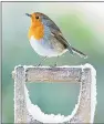  ??  ?? A robin rests on a spade handle in Flintshire and, right, cars in Derbyshire