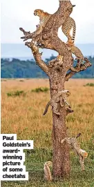  ?? ?? Paul Goldstein’s awardwinni­ng picture of some cheetahs