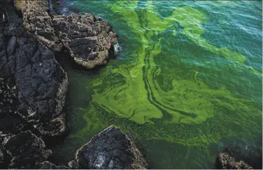  ?? Sam McNeil / Associated Press ?? Green algae swirls on the beach of Bandar al-Jissah in Oman. The algae bloom in the Gulf of Oman is displacing the zooplankto­n that underpin the local food chain, threatenin­g the entire marine ecosystem.