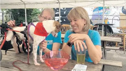  ?? RYAN GILLESPIE/STAFF ?? Heidi Hardman enjoys a craft beer with Lisa Gallegos and Maverick, a two-year-old Jack Russell terrier who uses a wheelchair to combat paralysis. Sunday’s Ales for Tails event raised money for Polka Dogz Pet Rescue in Winter Garden.