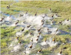  ??  ?? The Okavango Delta is teeming with impala and other wildlife.